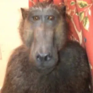 πΊ 693cd21f monkey, animal, baboon, primate telegram sticker