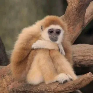 π 69c8b71d monkey, gibbon, ape, animal, wildlife, nature telegram sticker