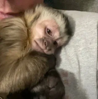 πͺ 6d251968 monkey, animal, mammal, primate, capuchin telegram sticker