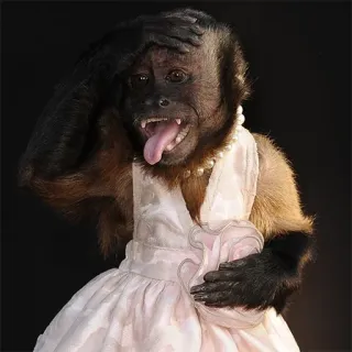 π 7d8476e0 monkey, dress, animal, humor, cute telegram sticker