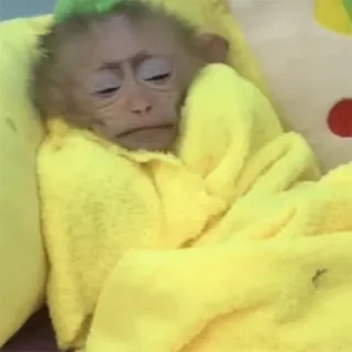 πͺ 7e20f26c monkey, animal, cute, baby, towel telegram sticker