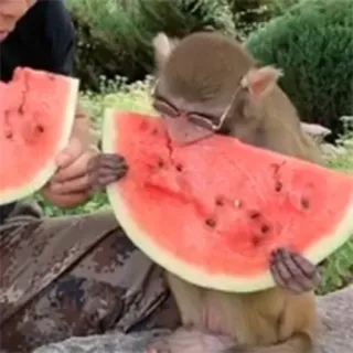 π 8e4e45bb monkey, watermelon, animal, glasses, fruit, cute telegram sticker