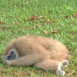 πͺ 965de8e6 animal, gibbon, monkey, grass, primate telegram sticker