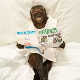 π 9aea2c3f TUNE IN TODAY! monkey, newspaper, variety, reading, animal telegram sticker