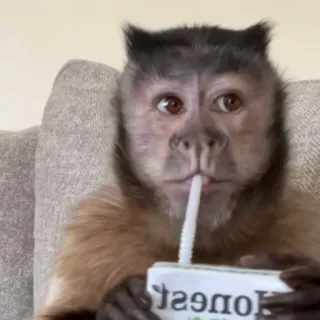 π₯€ 9b336d79 HONEST monkey, animal, drinking, juice, straw telegram sticker