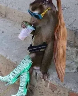 π 9bd1196c monkey, sunglasses, boots, animal, funny, fashion telegram sticker