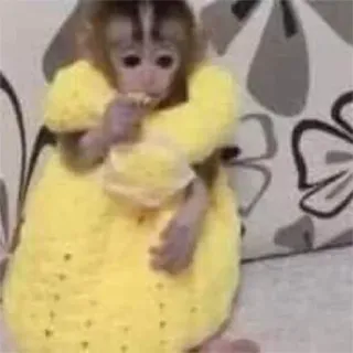 π₯’ a3c2ee39 monkey, yellow dress, animal, cute telegram sticker