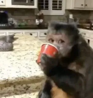 π₯€ a3fac9d6 monkey, animal, cup, kitchen, drinking telegram sticker