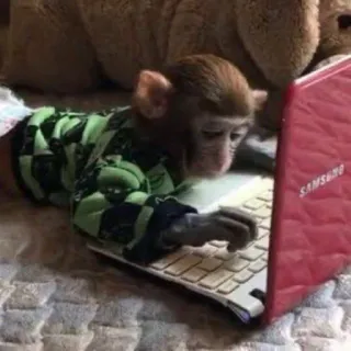 βοΈ a5bf1f3e monkey, computer, animal, typing, laptop telegram sticker