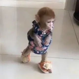 π‘ a6168200 monkey, animal, dress, cute, fashion telegram sticker