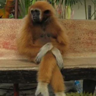 π΅ b7f67242 ape, gibbon, animal, primate, monkey, wildlife telegram sticker