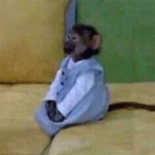 π bd4e82d1 monkey, animal, sitting, primate, clothing, cute telegram sticker