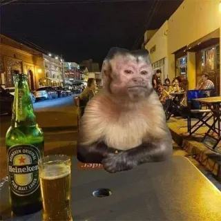 π» c4d5f742 monkey, beer, Heineken, alcohol, bar, nightlife telegram sticker