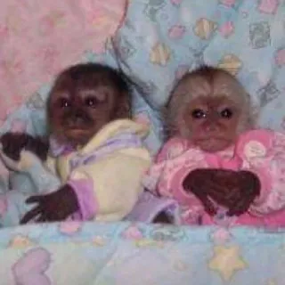 π©ββ€οΈβπ¨ c5e0666e monkeys, animals, babies, cute, pink, clothes telegram sticker