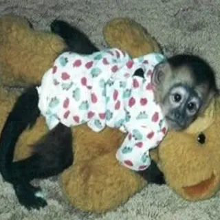 π§Έ c794a1bb monkey, animal, teddy bear, cute, pajamas telegram sticker
