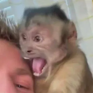 π² cd7b293f monkey, surprise, scream, shocked telegram sticker