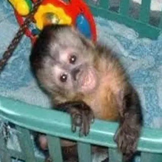 π d002a6d3 monkey, animal, cute, pet, mammal, wildlife telegram sticker