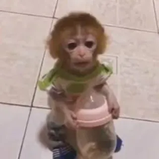 πΌ d486a5b7 monkey, animal, baby, bottle telegram sticker