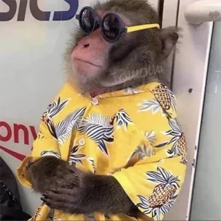 π₯½ d6449332 monkey, sunglasses, animal, shirt, pineapple telegram sticker