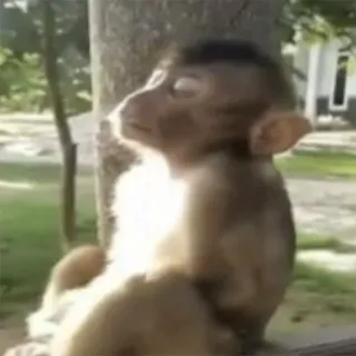 π€ d72e6a1c monkey, animal, wildlife, primate, nature telegram sticker