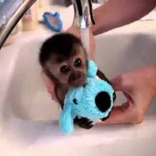 π§Ό e977b0de monkey, animal, cute, baby, bath, washing, toy telegram sticker