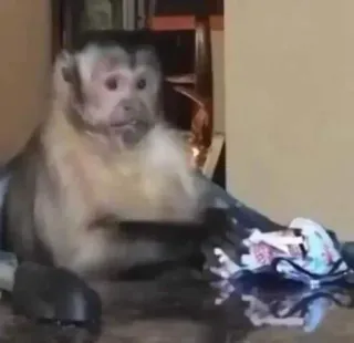 π± f0356340 monkey, animal, primate, mammal telegram sticker