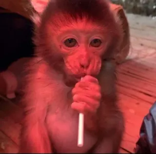 π f29457a5 monkey, lollipop, animal, cute, sweet telegram sticker