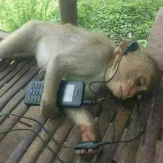 πͺ f30e0909 monkey, sleeping, headphones, animal, relaxing, music, phone telegram sticker