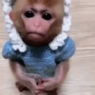 π₯Ί f57a0929 monkey, animal, primate, cute, dressed up telegram sticker