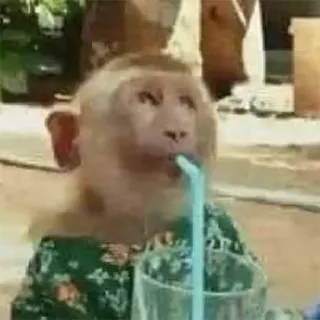 π₯€ f610ae4f monkey, animal, drinking, straw, funny, cute telegram sticker