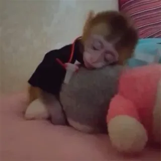 π΄ f7b792f3 monkey, animal, cute, sleepy, clothing telegram sticker