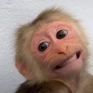 π fe7abfec monkey, animal, cute, wildlife, primate telegram sticker
