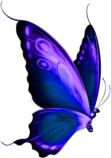 🦋 be612d38 ผีเสื้อ, แมลง, สีม่วง, สีน้ำเงิน, ปีก, ธรรมชาติ telegram sticker