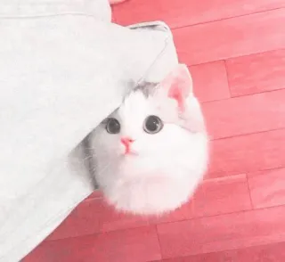 🎀 723584a3 Katze, Kätzchen, süß, Haustier, Tier, Tasche telegram sticker