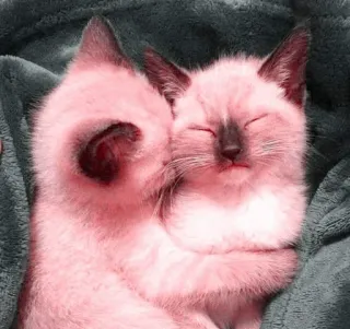 🎀 b9a98db8 Katze, Kätzchen, Siamese, süß, Tier, Haustier, schlafen telegram sticker