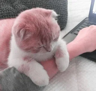 ☁️ c015dc1e Katze, Kätzchen, Laptop, Tippen, Haustier, Tier, Süß, Rosa telegram sticker