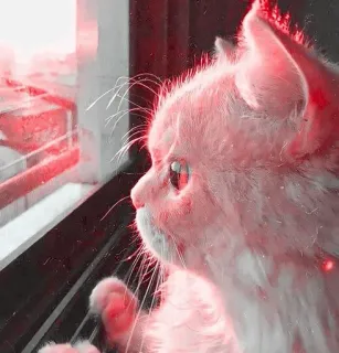 🎀 c4bcbb70 Katze, Kätzchen, Tier, Haustier, süß, Fenster, schauen, häuslich telegram sticker