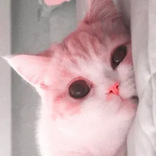 🍧 c6e6fdda Katze, Tier, süß, Haustier, Kätzchen, Katzenartig telegram sticker