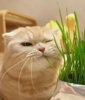 😋 03ace9ec 고양이, 풀, 동물, 애완동물, 귀여운, 새끼 고양이 telegram sticker