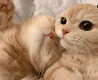 😻 054b0e70 고양이, 새끼 고양이, 귀여운, 애완 동물, 동물, 집고양이, 고양이과, 스코티시 폴드 telegram sticker