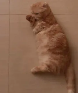 🌚 10661c20 고양이, 동물, 생강 고양이, 애완 동물, 반려 동물, 고양이과 telegram sticker