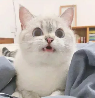 😡 26e56b1e 고양이, 귀여운, 새끼 고양이, 동물, 애완 동물, 웃긴, 놀란 telegram sticker