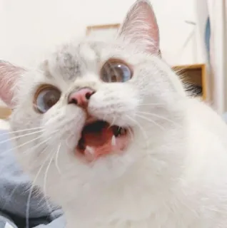 😡 27871647 고양이, 동물, 애완동물, 귀여운, 가정, 고양이과 telegram sticker