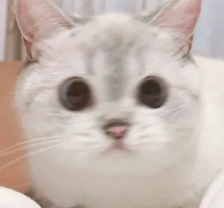 🙂 2f191543 고양이, 애완동물, 동물, 귀여운, 새끼 고양이, 집고양이 telegram sticker