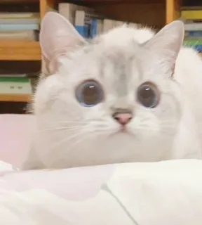 😅 412e2c29 고양이, 새끼 고양이, 애완 동물, 동물, 귀여운, 가정, 고양이과 telegram sticker