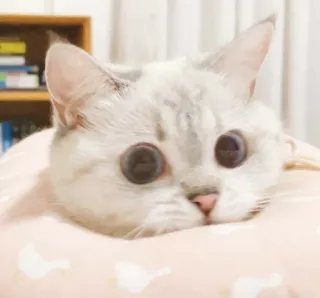 🙄 44dd0869 고양이, 새끼 고양이, 애완 동물, 동물, 귀여운, 고양이과, 가정 telegram sticker