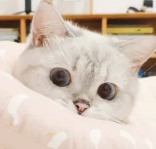 😅 4c813e11 고양이, 동물, 애완동물, 귀여운, 새끼 고양이, 고양이과 telegram sticker