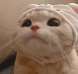 😊 5619202a 고양이, 새끼 고양이, 애완동물, 동물, 포유류, 집고양이, 귀여운 telegram sticker