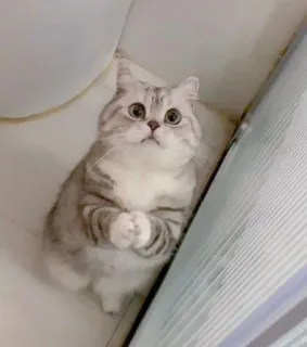 😅 56d9836f 고양이, 귀여운, 동물, 애완동물, 고양이과, 가정, 새끼 고양이 telegram sticker