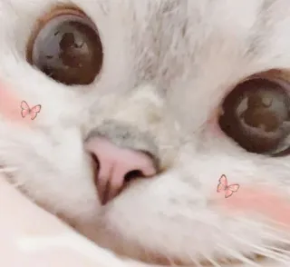 🥰 57f39deb 고양이, 새끼 고양이, 귀여운, 동물, 애완 동물, 나비, 얼굴 telegram sticker